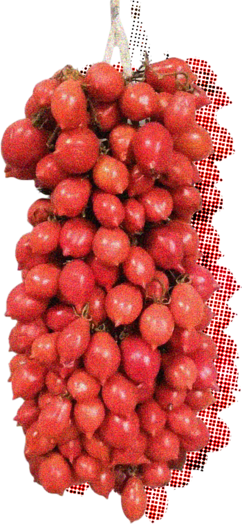 Dei pomodori del Piennolo del Vesuvio