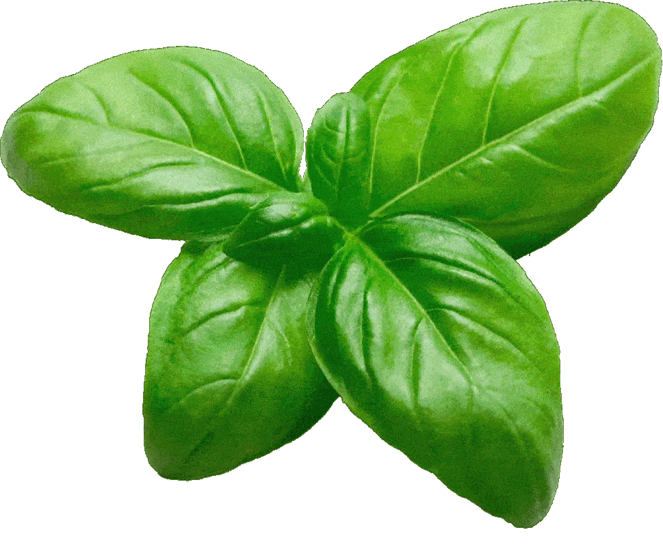 Delle foglie di Basilico